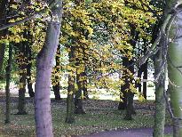 Autumn Trees
